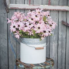 Pleasantly Pink Shaded Black Eyed Susan Stem