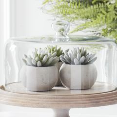 Potted Assorted Lotus Succulents Set of 3