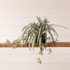 Potted Faux Spider Plant