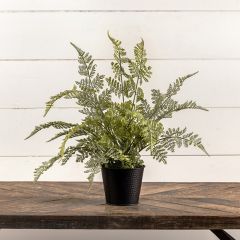 Potted Lacey Fern