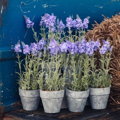 Potted Lavender Plant