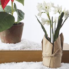 Potted Pretty Faux Paperwhites