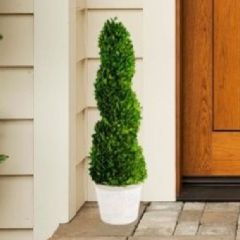 Potted Spiral Boxwood Topiary
