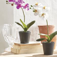 Real Touch Faux Orchid In Pot