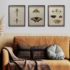 Scientific Insect Prints Set of 3