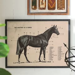 Vintage Inspired Horse Anatomy Framed Print