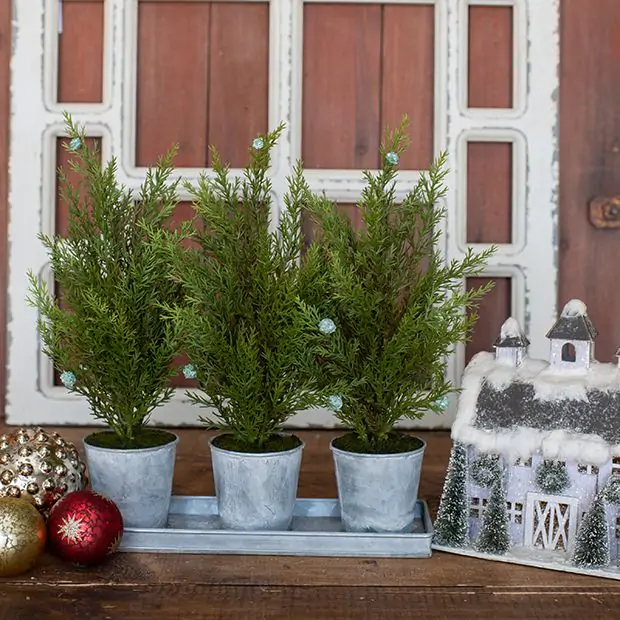 Cyperus Tree Pot Arrangement
