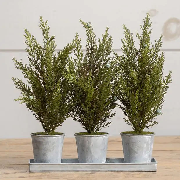 Cyperus Tree Pot Arrangement