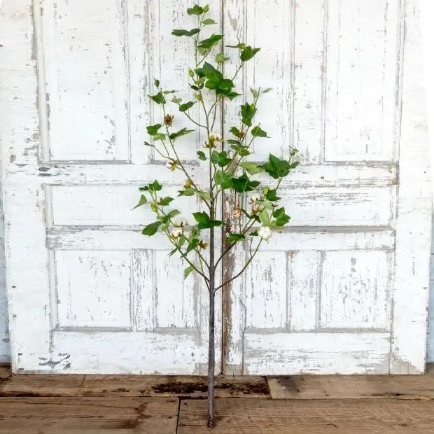 Cotton Tree Plant