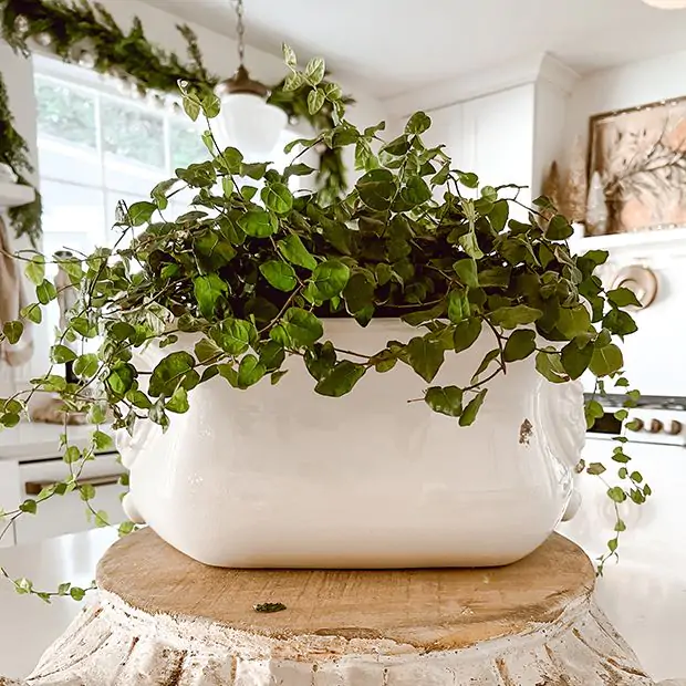 Decorative Terra Cotta Cachepot | Antique Farmhouse