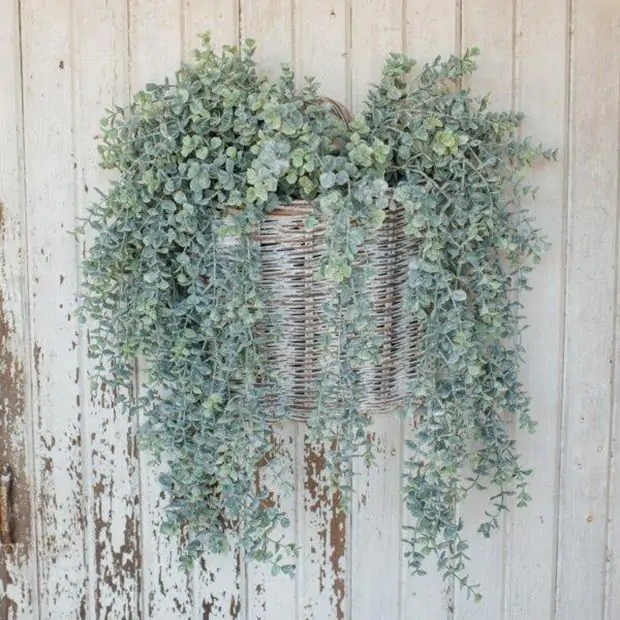 gynostemma pentaphyllum plant Bellfarm® Gynostemma pentaphyllum Seeds – MUCIAKIE main image 0