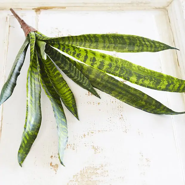 anti snake plants in nigeria Snake Plant, Zeylanica 14"  Chalet