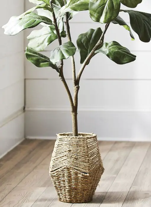 indoor rubber tree plant Burgundy Rubber Tree Plant
