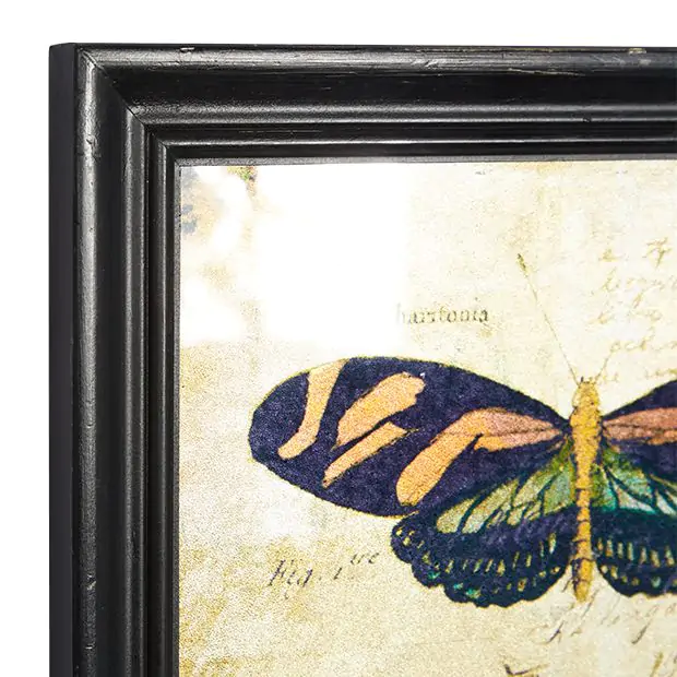 butterfly canvas pictures
