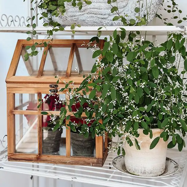House Terrarium Display Case | Antique Farmhouse