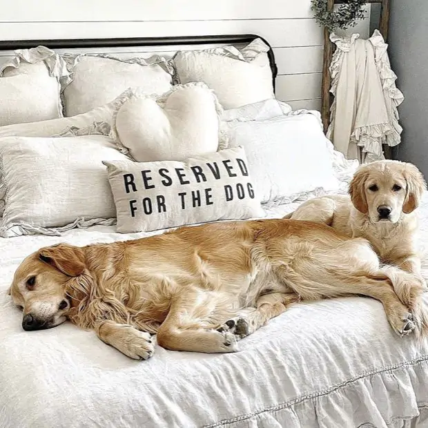 Dog accent pillows clearance