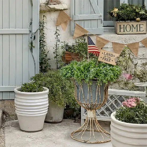black olive plant Black Olive Tree – The Old Yew Plant Shop main image 1